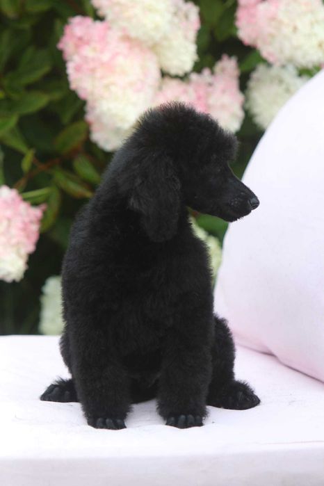 Pudel królewski duży Czarny Samiec Nero Standard Poodle Black 15 tyg