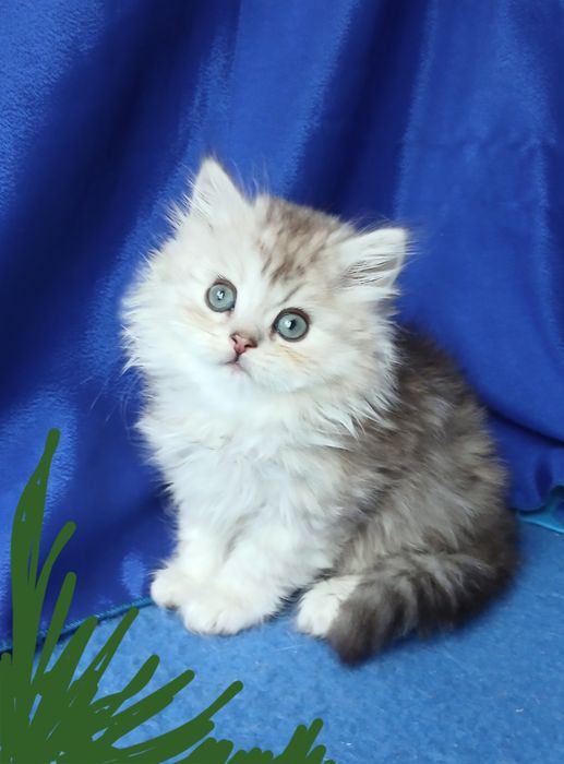 Мальчик Серебристая шиншилла длинношерстный британский