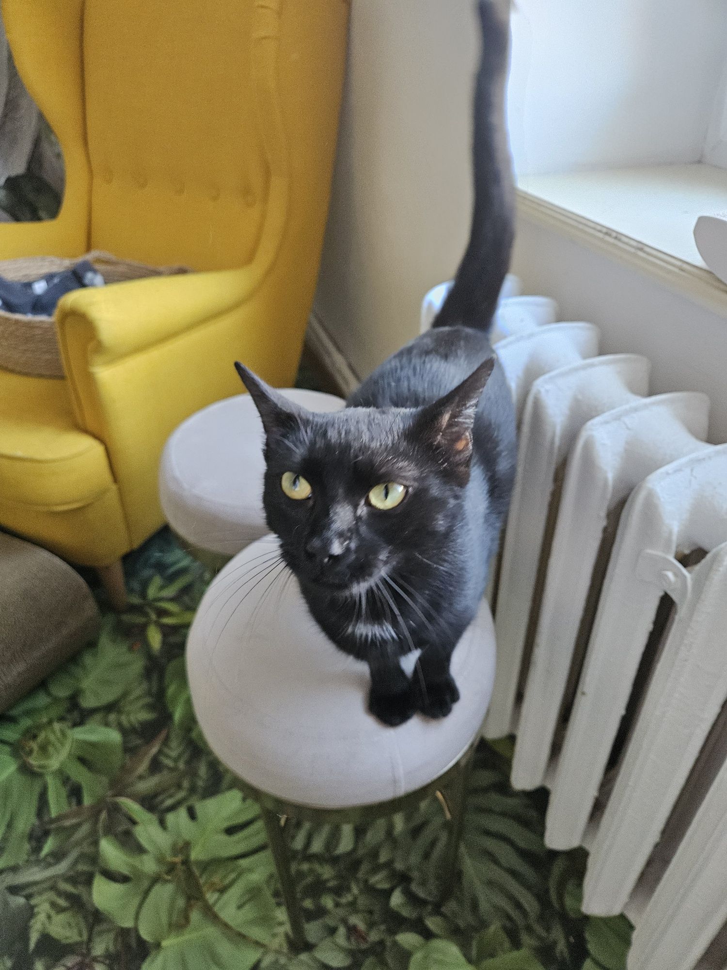 Piękna kotka do adopcji,  kot, kotek