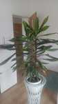 Duża zdrowa dracena