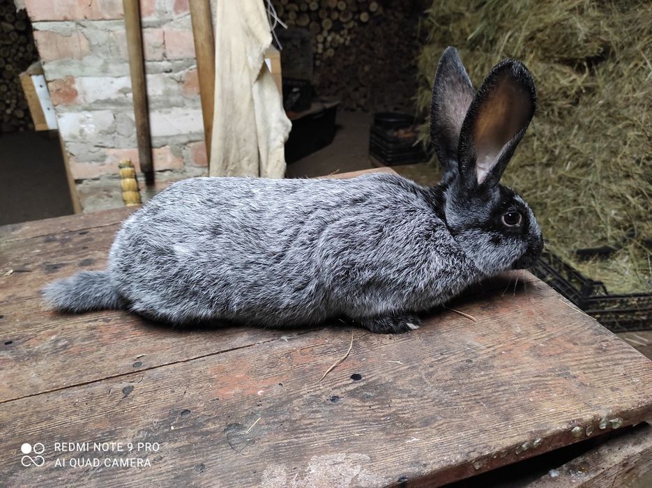 Кролі Полтавське срібло