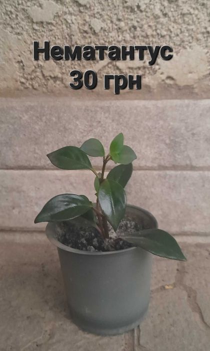 Кімнатні рослини в наявності