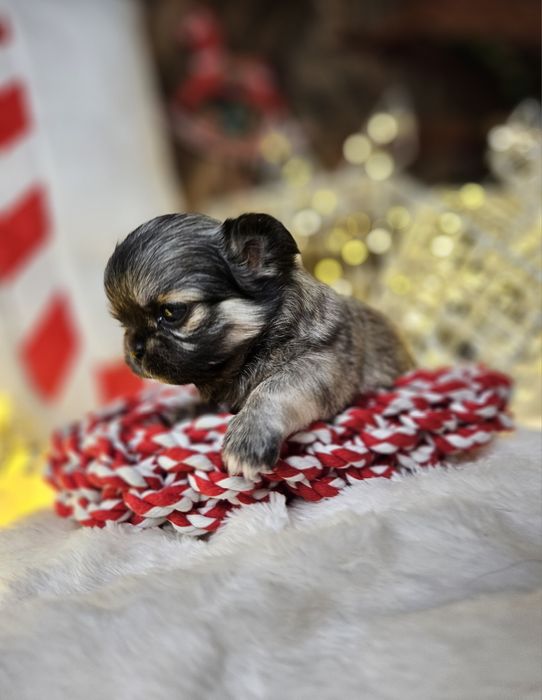 Chihuahua dziewczynka