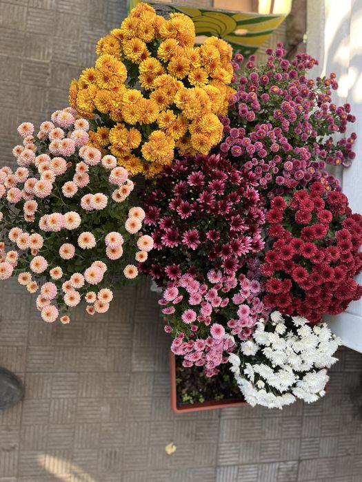 Продам саджанці  гібіскуса сирійського, є хризантема різна