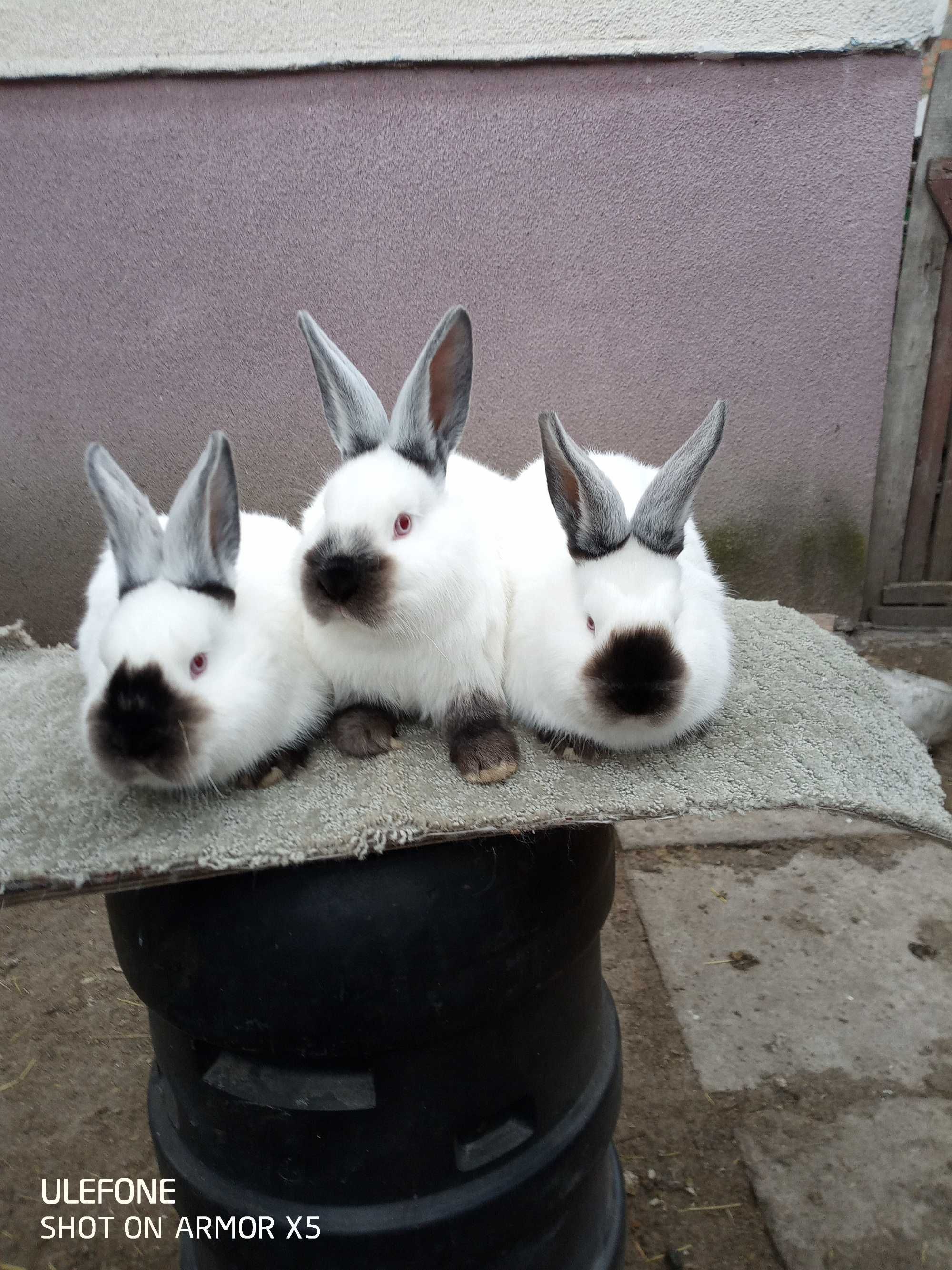 кролі продам кроликів каліфорнії