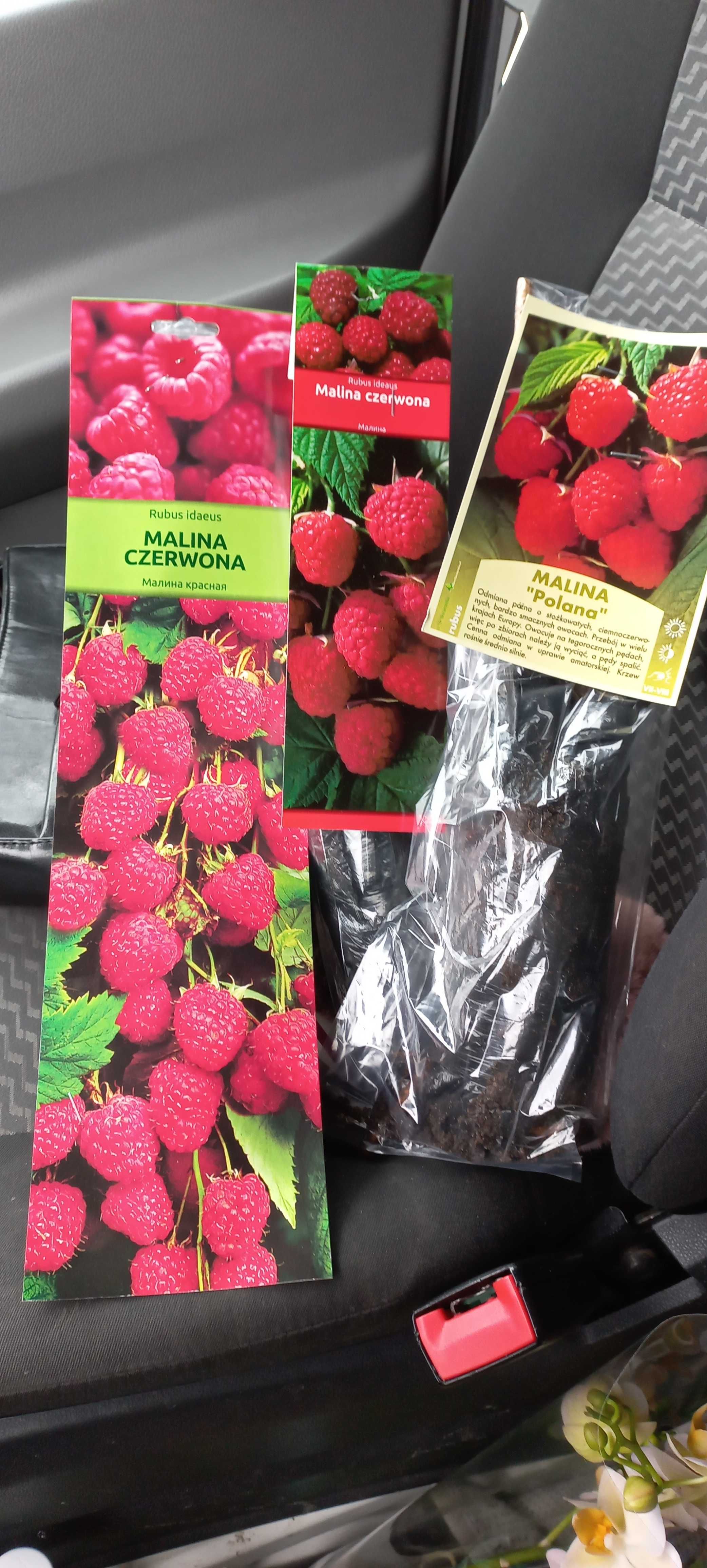 Malina w asortymencie