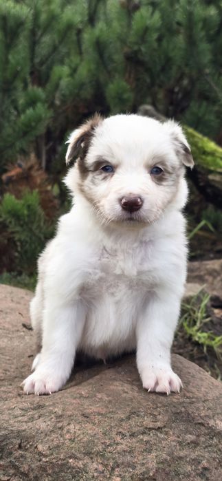 Border collie piesek -red merle ZkwP FCI