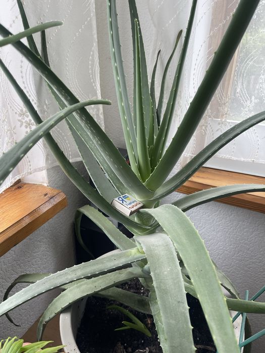 Алоє Вера в горшках для дому