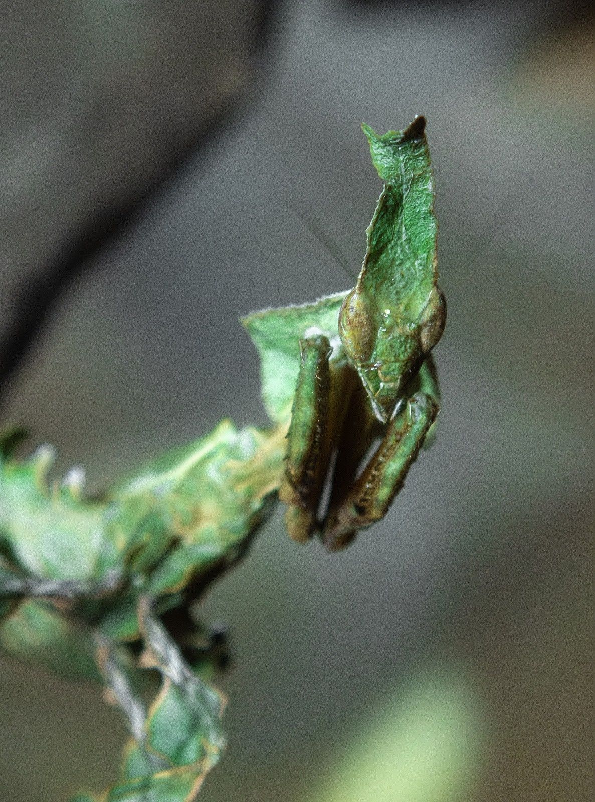 Phyllocrania paradoxa – modliszka liściogłowa  po zielonych