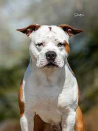 American Stafordshire Terrier