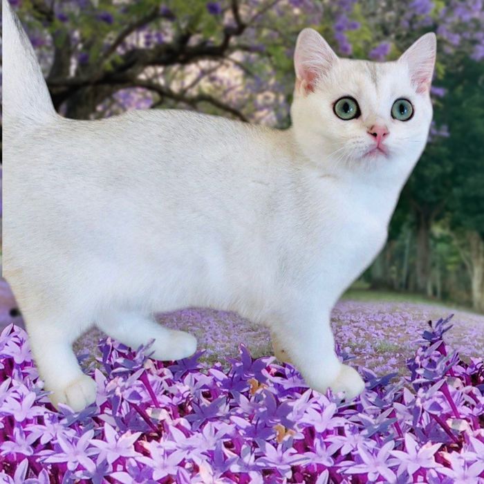 Шиншила кішкчка зеленоока