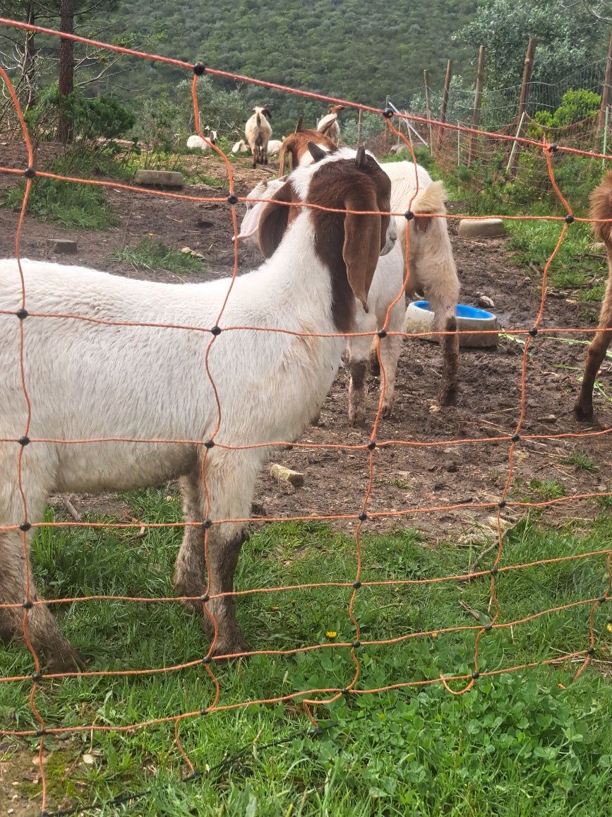 Vendo cabritos e cabras boer