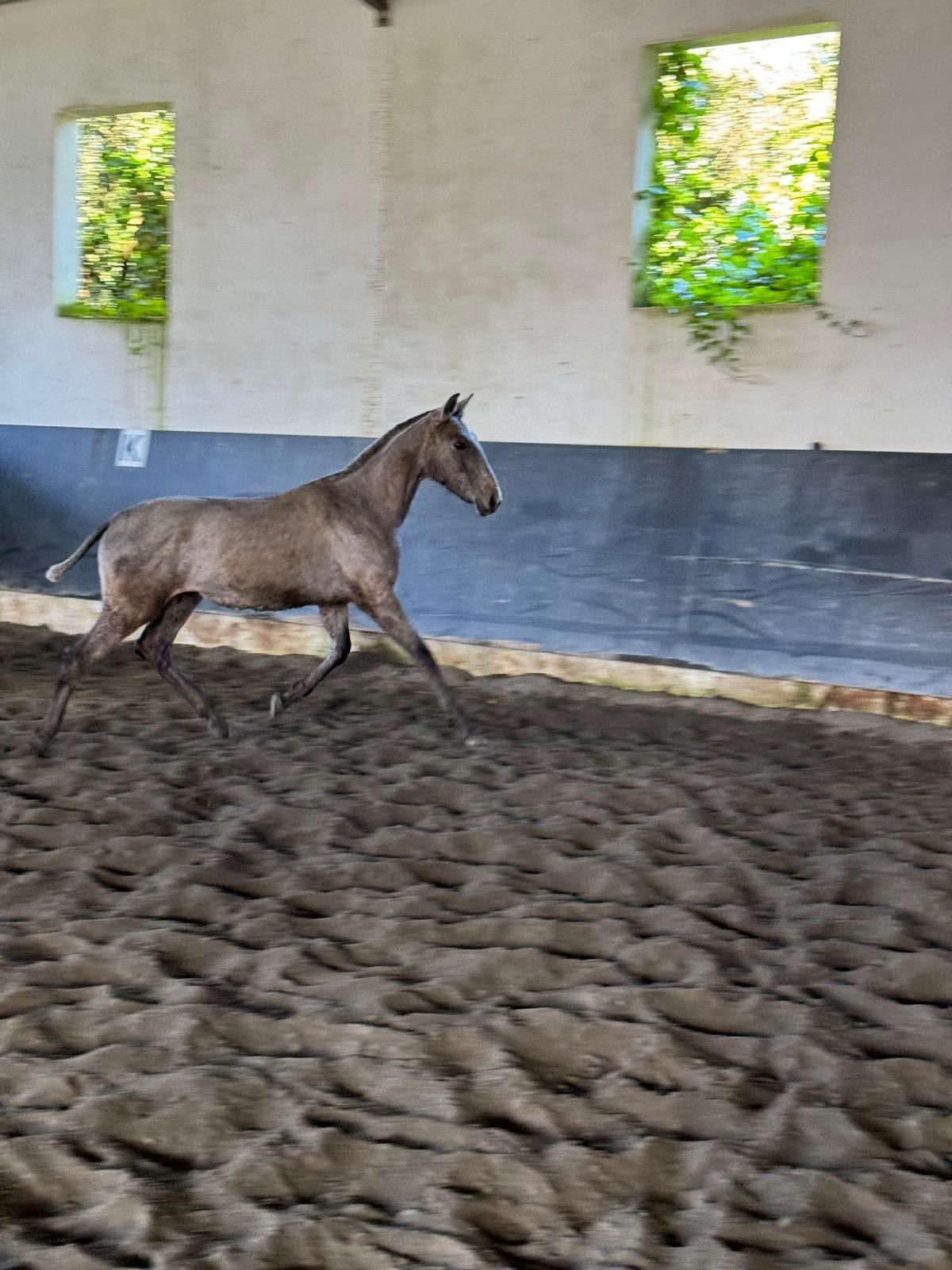 Poldro ruço lusitano
