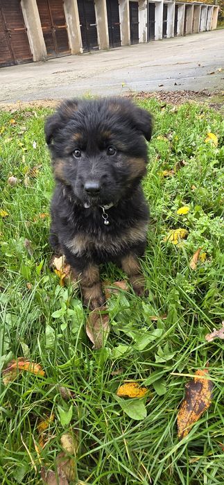 Owczarek Niemiecki Długowłosy- zapraszamy do rezerwacji maluchów!