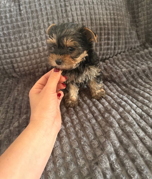 Yorkshire terrier mini xxs sunia z rodowodem
