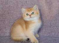 Красивый золотой британский маленький котик