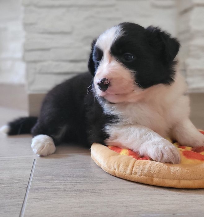 Border Collie suczka