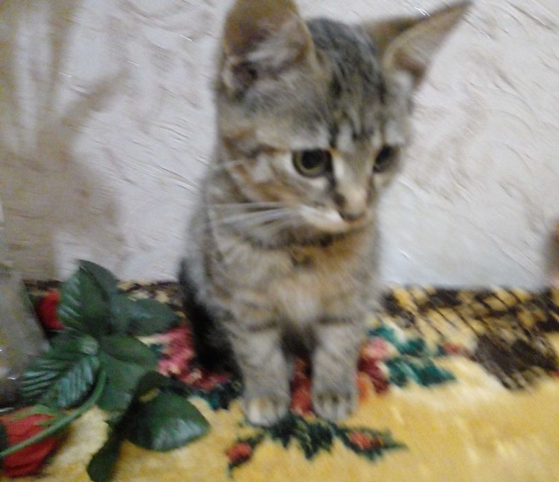 Кошенята в добрі руки