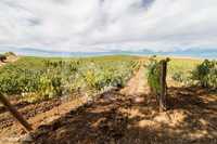 Monte Alentejano com Vinha em Produção sito em Vila de Frades