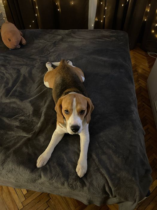 Случка/вязка чистокровный Бигль. Кабель почти 2 годика.