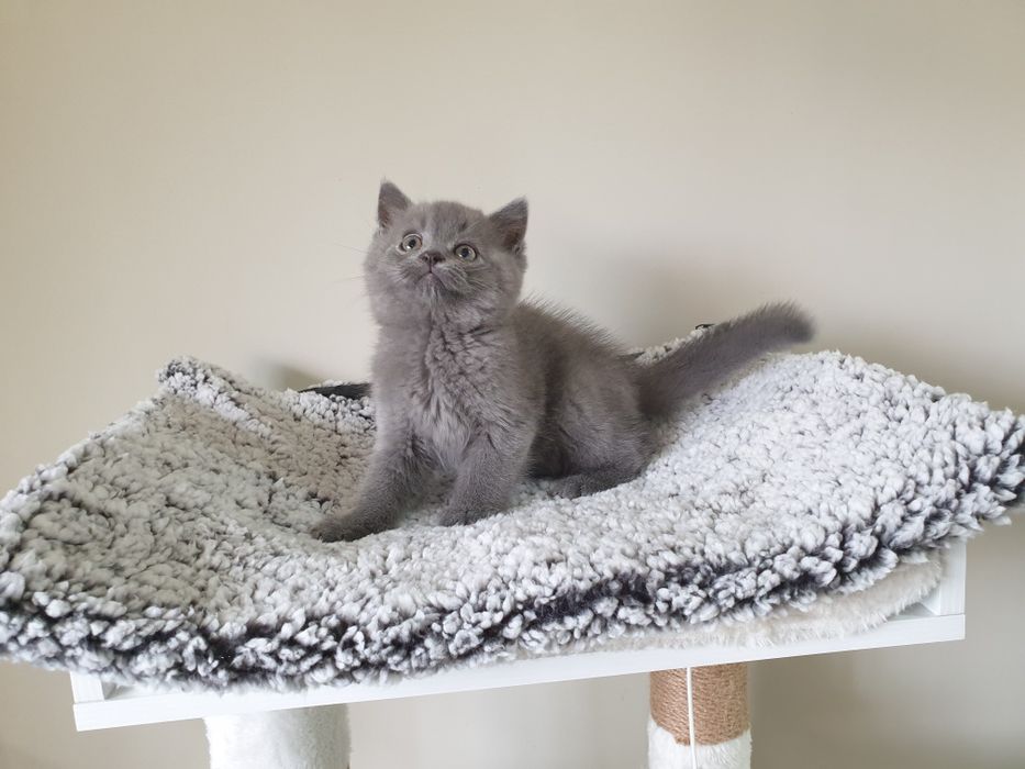 Macho scottish straight