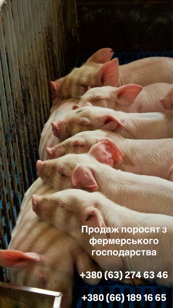 Продаж поросят з фермерського господарства