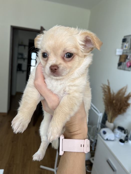 Продаються цуценята Чихуахуа