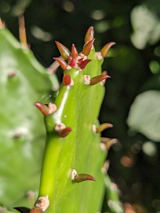 Кактусopuntia monacantha