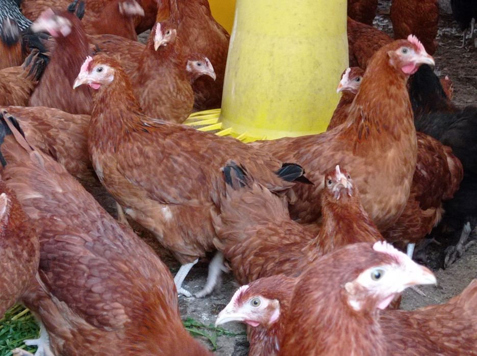 Kurki nioski młode kokoszki na jajko Rossa leghorn zielononóżki