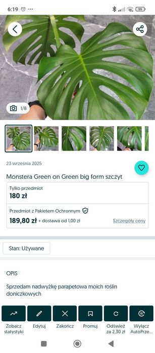 Monstera green on green szczyt