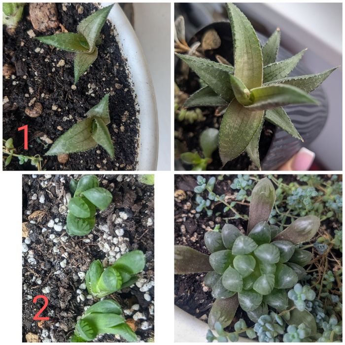 Обмен сукулентами и другими комнатными растениями