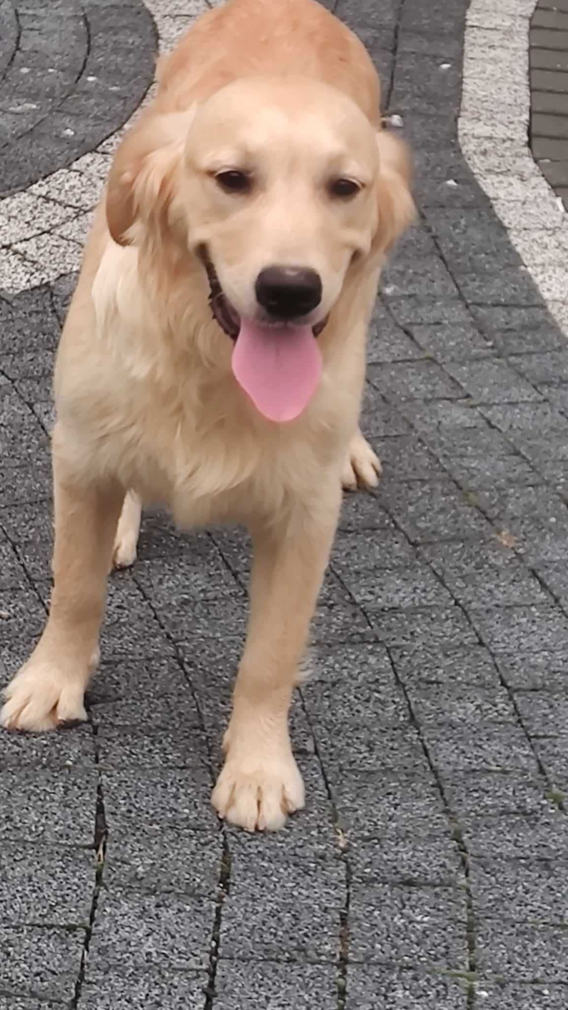 Golden retriever suczka po Champion PL Badania