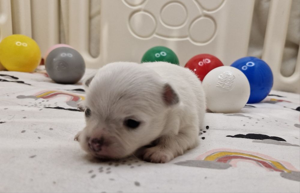 Chihuahua suczka długowłosa