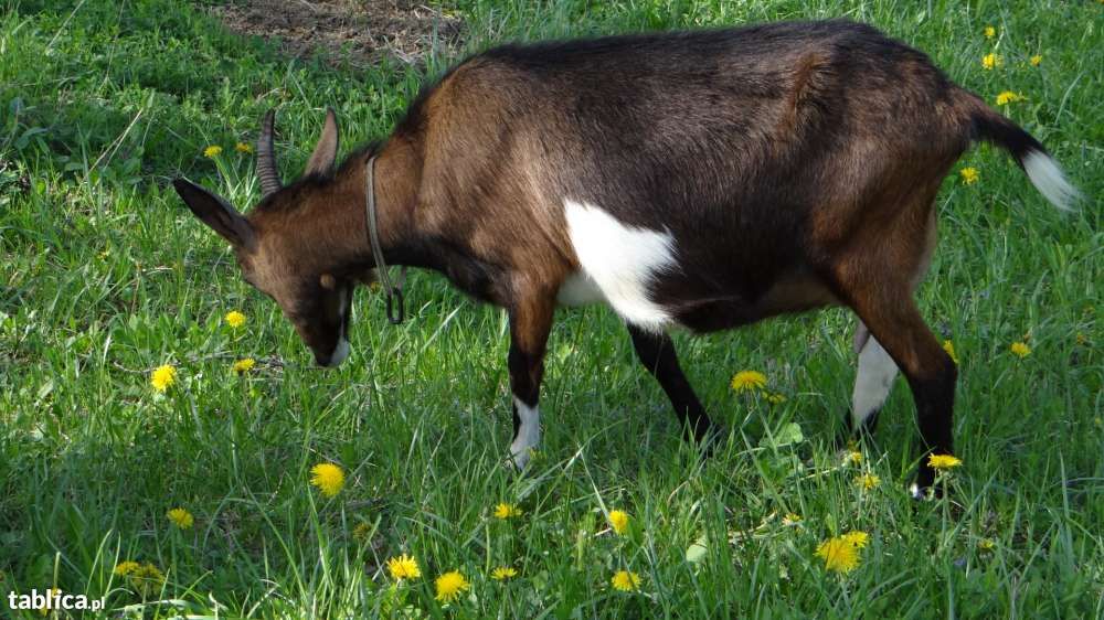 Mleko kozie.Ser kozi.Serwatka kozia.