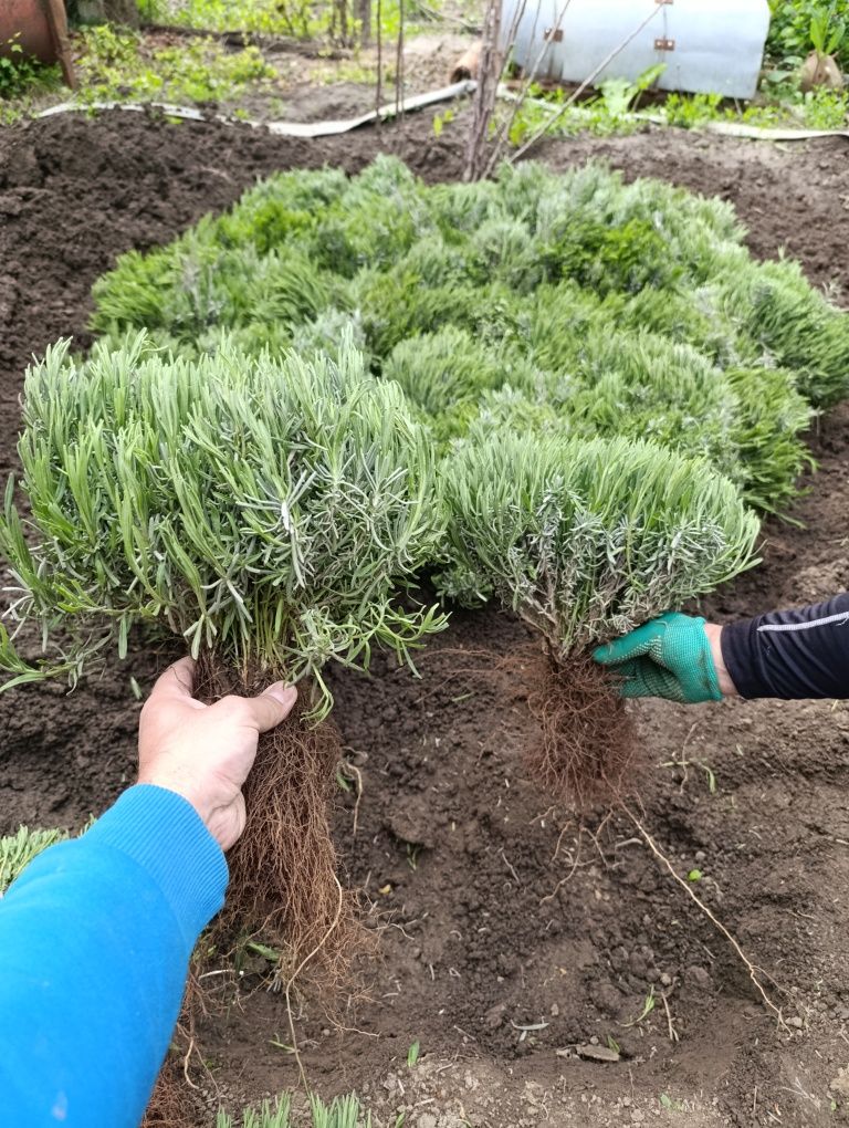 Продам Лаванду.. Відправляємо від 10шт