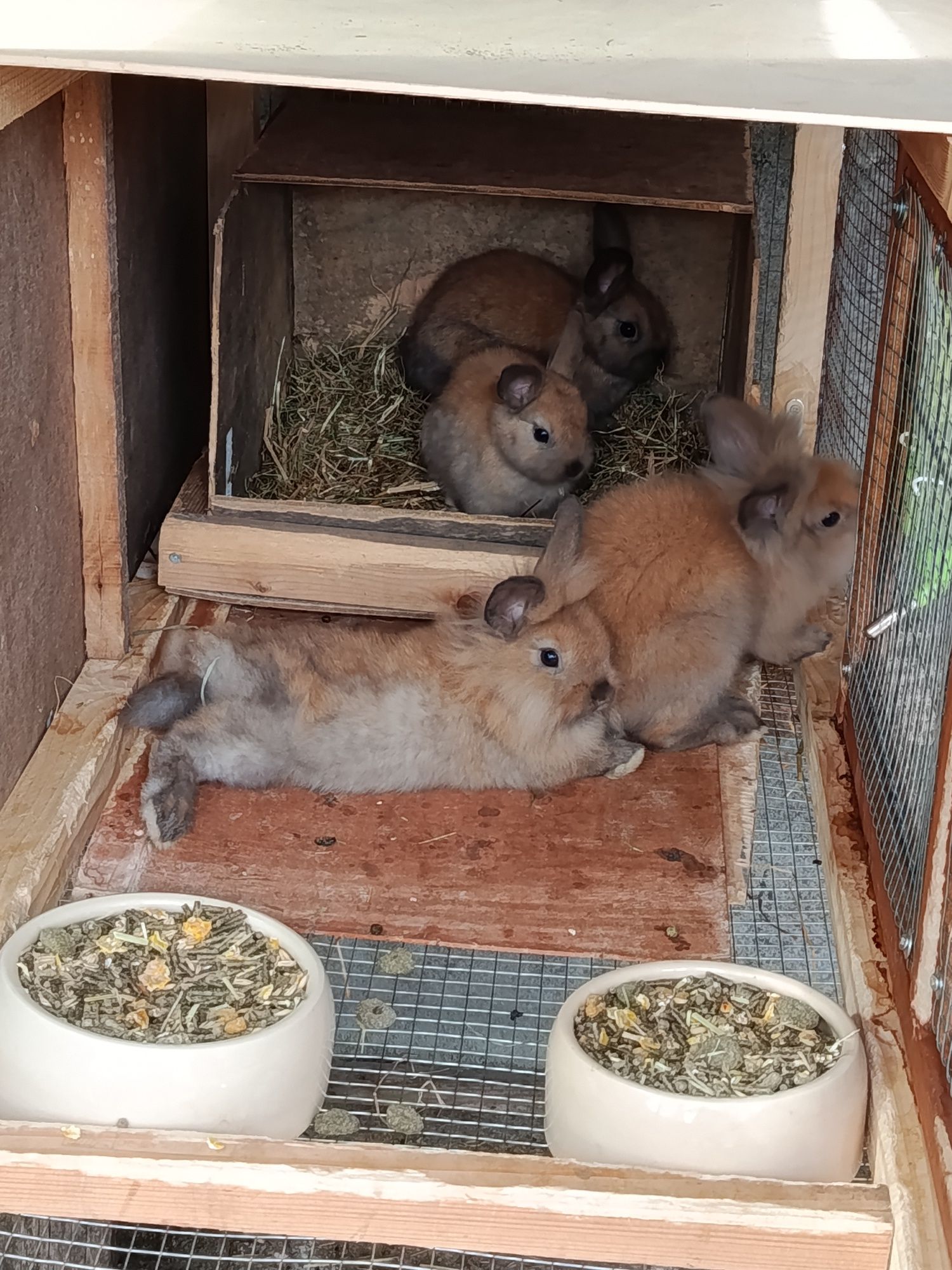 Coelhos anões raça Lionhead