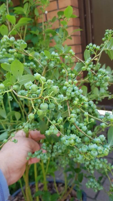 ЛОХИНА  високоросла 5років,плрдоносить ,різні сорти.