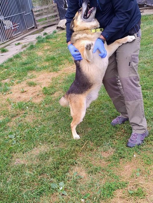 Owczarek niemiecki Otto - oddam w dobre ręce