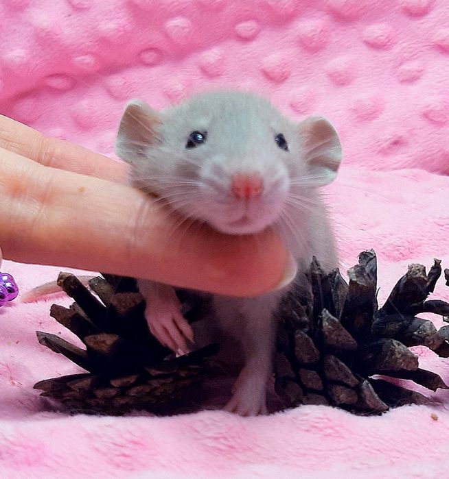 Крысы,крыски,крысята дамбо,клетки,корма,аксессуары