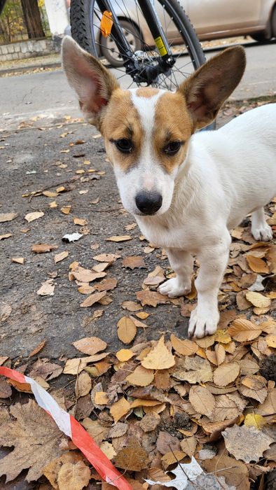 Собака маленька дівчинка