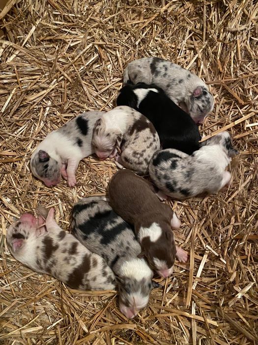 Border Collie reproduktor