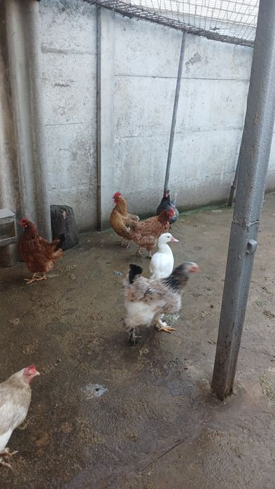 Куры домашние (несушки)