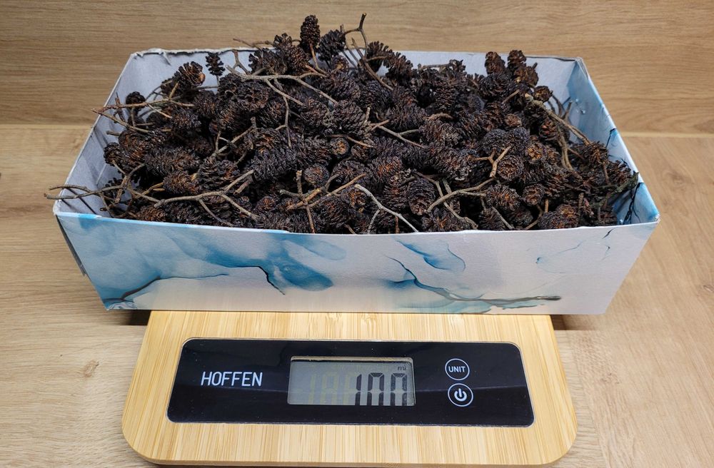 Czarna OLCHA 200 g szyszki suche ok.1000 sztuk