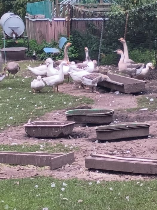 Kaczki i Gęsi garbonose i mieszane