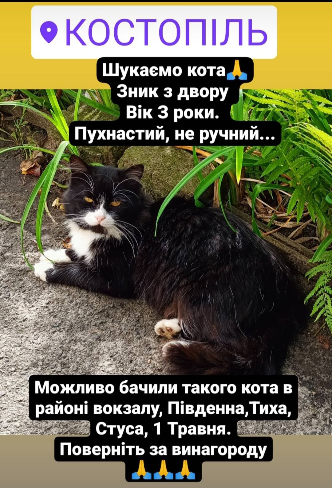 Шукаємо свого кота !!! Вік 5років