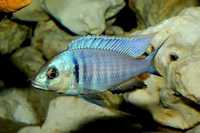 Pyszczak Placidochromis electra 3 - 4 cm wysylam