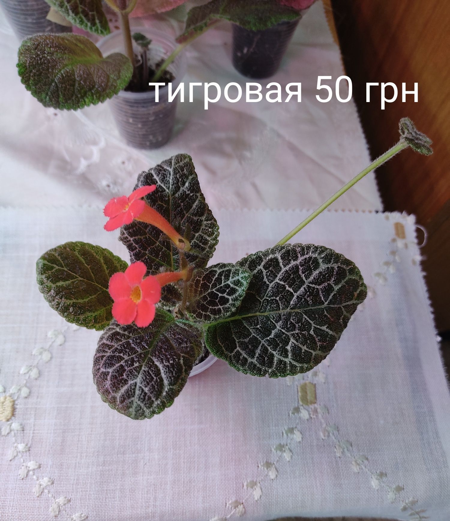 Епісцї 50грн.Висилаю Новою Поштою при сприятливих умовах Укрпоштою.Мін