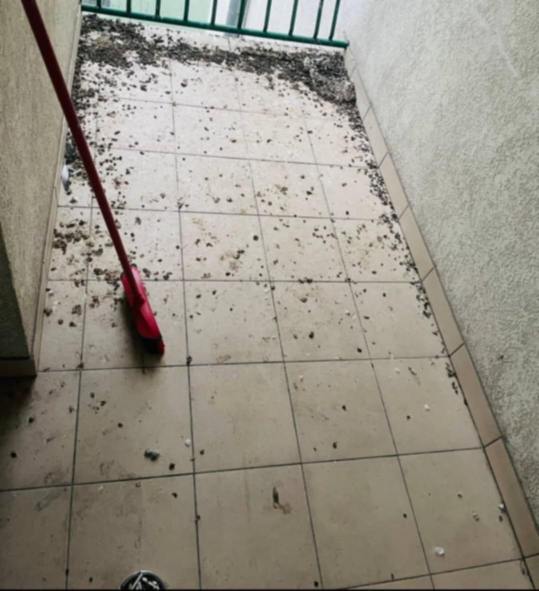 Zlecenia Sprzątanie i dezynfekcja balkonów po gołebiach strych