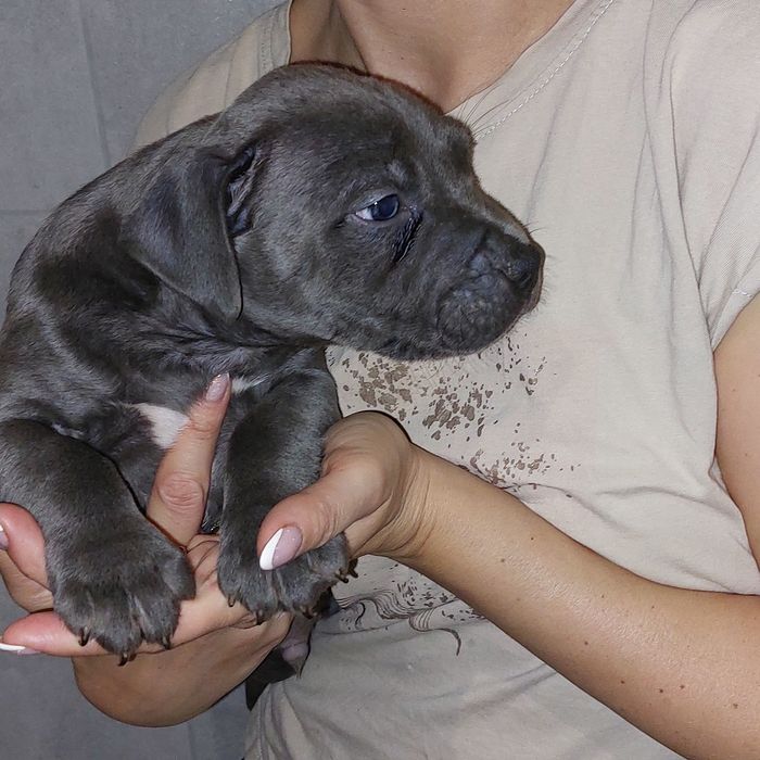 American stafordshire terier Amstaff Blue