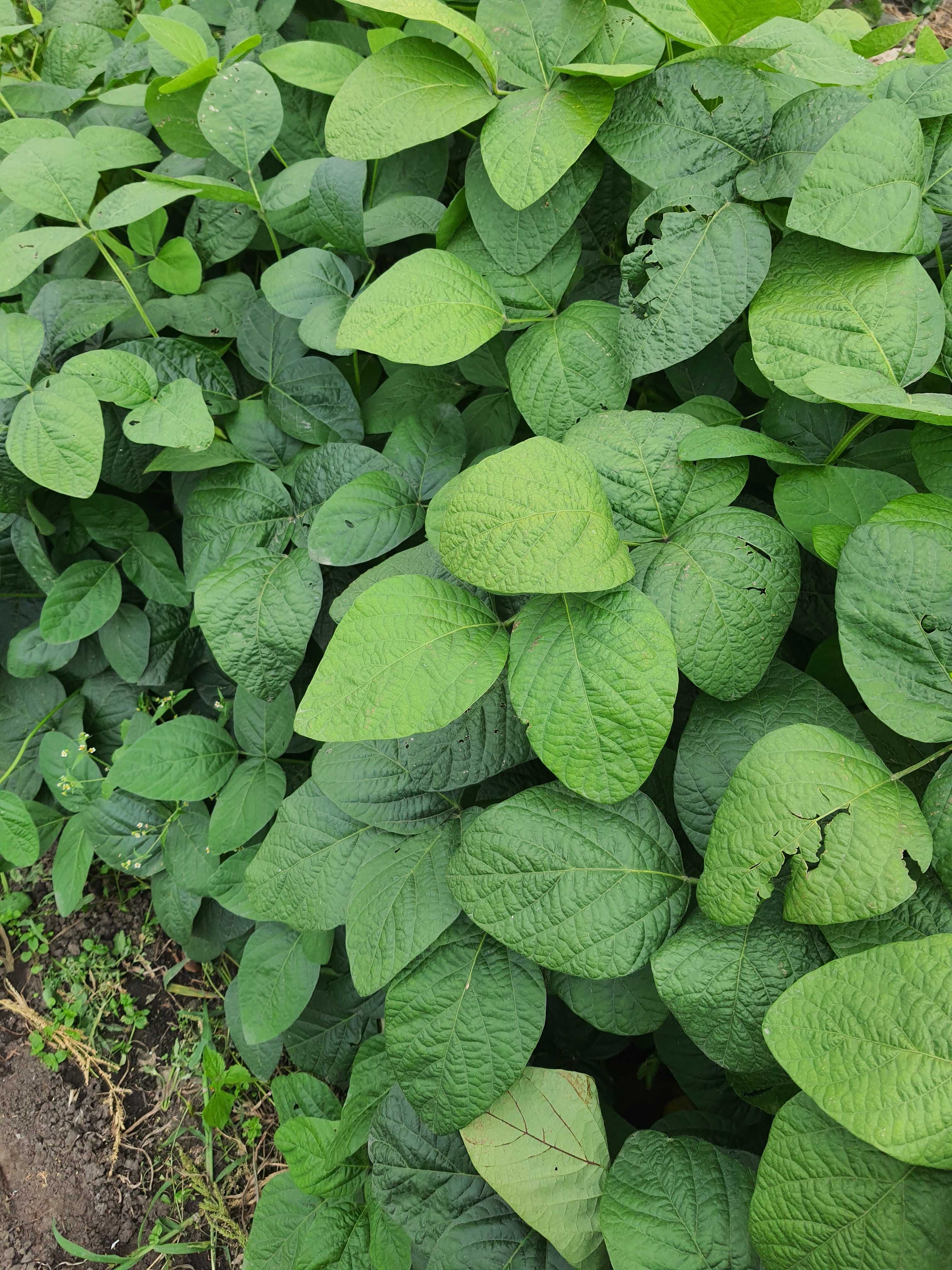 soja edamame ekologiczna